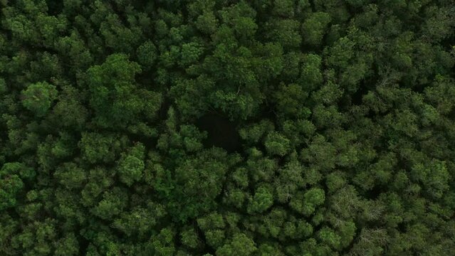 Flying up over a Rubber Trees,rubber plantation. Dark green tone, aerial zoom in shot.