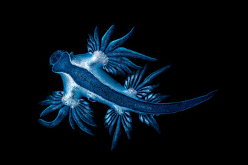 Blue sea dragon in black background