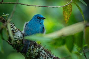 An indigo flycatcher eumyias indigo perching on a mossy tree branch at Mount Lawu montane forest East Java, natural bokeh background