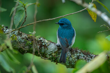 An indigo flycatcher eumyias indigo perching on a mossy tree branch at Mount Lawu montane forest...