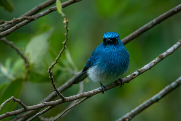 An indigo flycatcher eumyias indigo perching on a mossy tree branch at Mount Lawu montane forest East Java, natural bokeh background