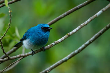 An indigo flycatcher eumyias indigo perching on a mossy tree branch at Mount Lawu montane forest East Java, natural bokeh background