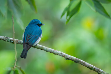 An indigo flycatcher eumyias indigo perching on a mossy tree branch at Mount Lawu montane forest East Java, natural bokeh background