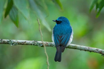 An indigo flycatcher eumyias indigo perching on a mossy tree branch at Mount Lawu montane forest...