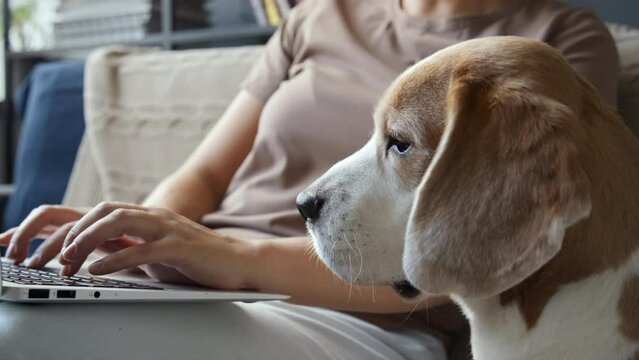 Midsection shot of woman typing on laptop in living room on couch, Beagle dog sitting beside, looking sad, licking, then jumping off sofa. Cropped image, daytime