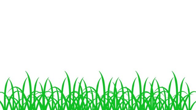2D animation of green grass grow and moving slowly against white background. Windy waving grass. Animated loop of isolated grass used in kids cartoons, animated youtube videos or movies. 4k Resolution