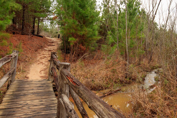 Bastrop State Park, Texas, features a charming wooden cedar bridge crossing over a serene creek.