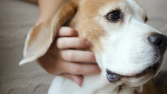 Close up of young brown and white Beagle dog sitting on beige couch, slowly turning head, its mouth hald-opened. Female hand gently petting its head and neck, daytime, cropped