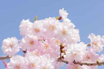 桜の花