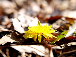 落ち葉の中に咲いた一輪の花