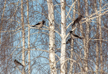 Sits on the bare branches of a tree