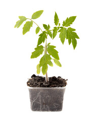 Tomato seedling isolated white background