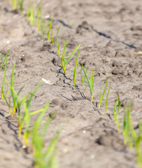 Garlic shoots on the ground in spring