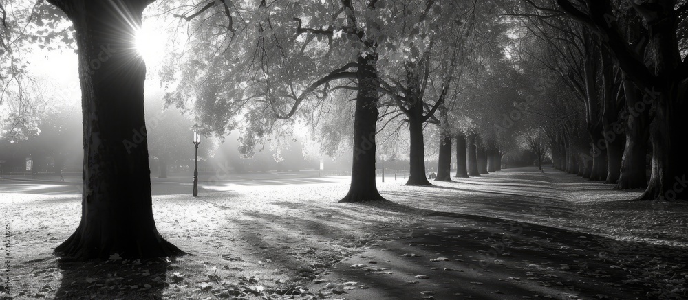 Poster a monochromatic image capturing the sun's rays peeking through the trees in a park, creating a mesme