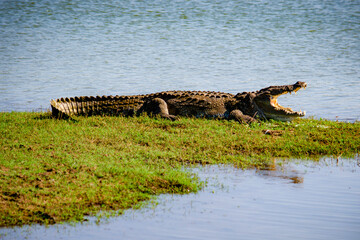 Crocodile at Udawalawe National Park