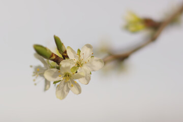 Wild almond blossom