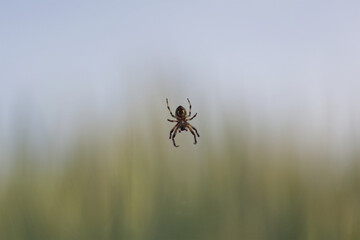 floating spider