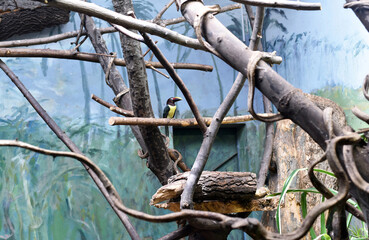 Bright bird on a branch