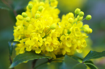Naklejka na ściany i meble Yellow spring flowers after rain close-up