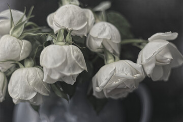 faded beauty