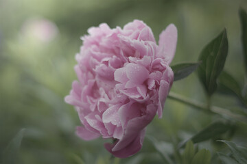 Obraz premium the beauty of nature