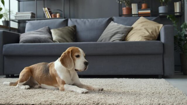 Lateral full shot of Beagle dog lying on carpet in living room, slightly moving its head, blinking. Sofa in background, daytimeLateral full shot of Beagle dog lying on carpet in living room, slightly 