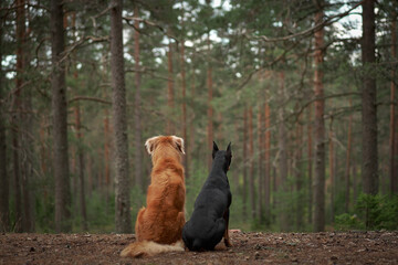 Nova Scotia Duck Tolling Retriever and Standard Pinscher sit side by side, gazing into the forest's...