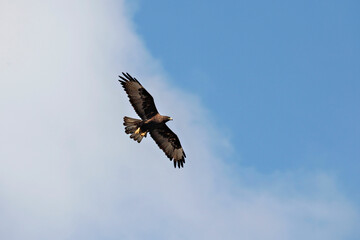 Galapagos Islands Hawk in Flight and Hunting for Food on the Ground