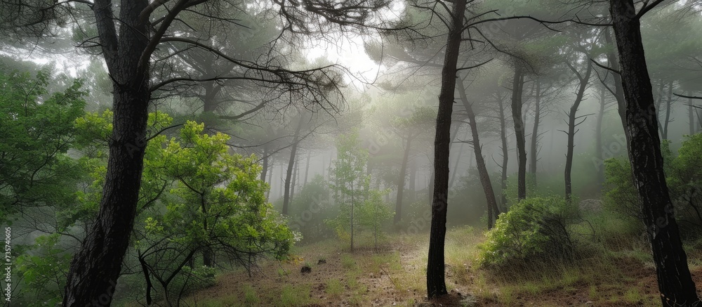 Poster the sun's rays filter through the trees in a foggy forest, creating a magical natural landscape with