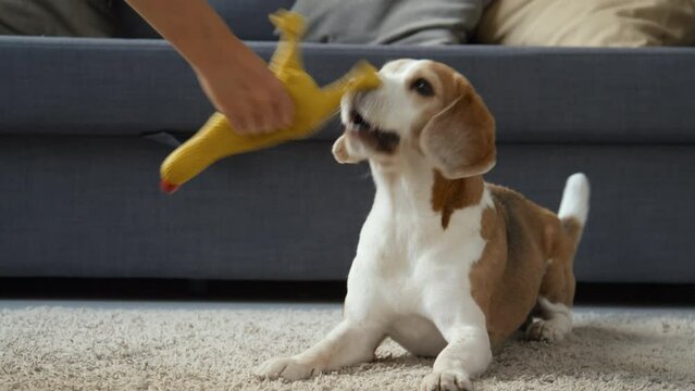 Medium shot of young brown and white hare pied Beagle dog, barking, waving tail, calling for owner, female hand taking toy from dog, then giving it back, dog playing with it. Living room, daytime