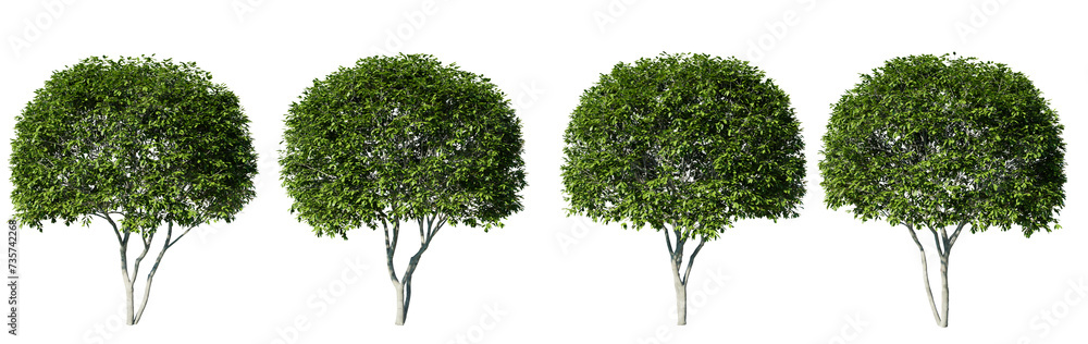 Poster amelanchier tree isolate transparent background.3d rendering png
