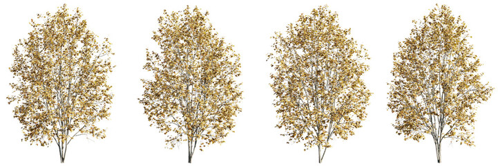 Isolated trees gardening,Acer saccharinum tree on transparent background.3d rendering PNG