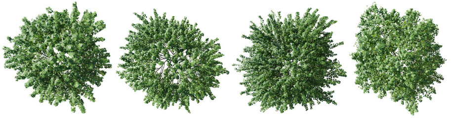 Top view tree,Acer saccharinum tree isolate transparent background.3d rendering PNG