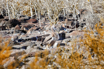 Young Galapagos Waved Albatross Camouflaged in it's Nest