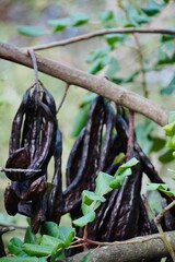 Ripe carobs growing on the tree.