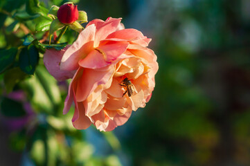 Obraz premium Pink Flower With Bee on It