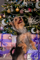 A small pinscher dog stands on its hind legs, shows a trick, executes a command, against the...