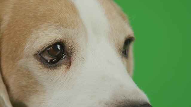 Close up of brown and white young Beagle foreface on chroma key background, blinking sadly, looking bit above, moving head slightly, only eyes and nose visible
