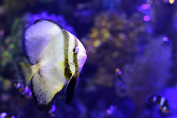 Teira batfish in aquarium water