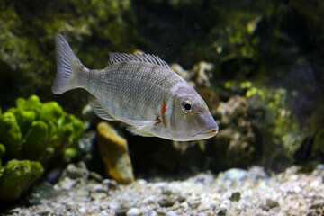 Emperor fish in aquarium water