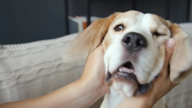 Close up of white and brown Beagle dog sitting on beige sofa, female hands hugging its head, cuddling it, dog mouth half-opened. Cropped image, indoors, daytime