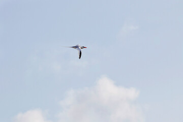 Galapagos Red-billed Tropicbird in Flight