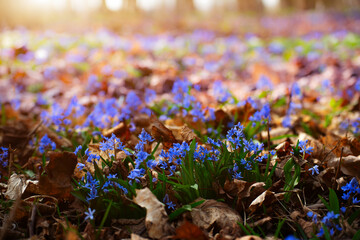 Spring early flowers Scilla siberica in the forest among old leaves - obrazy, fototapety, plakaty