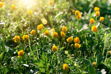Backlit by sunlight Ranunculus stalks closeup