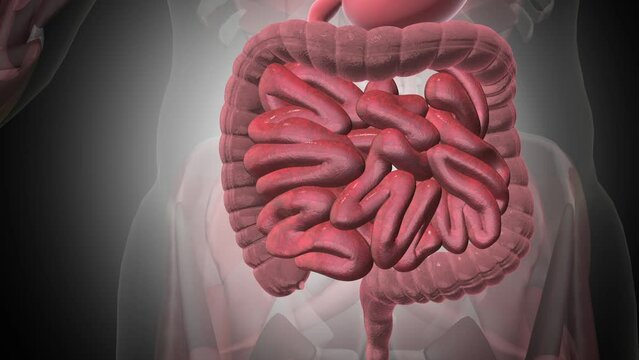 3D_Motion_lactobacillus.20