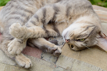 The cat gently looks and lies