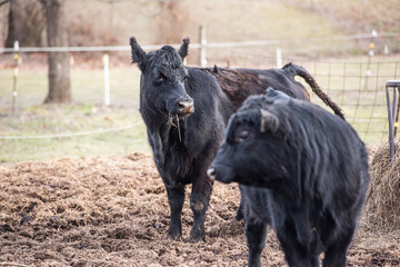 Fototapeta premium A close color photo of 2 bulls in a field in the Midwest