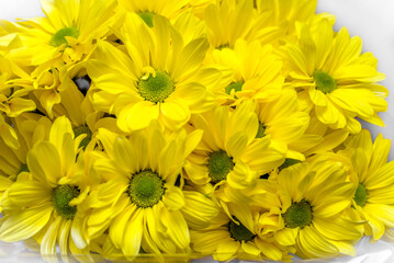 Yellow chrysanthemums taken in close-up
