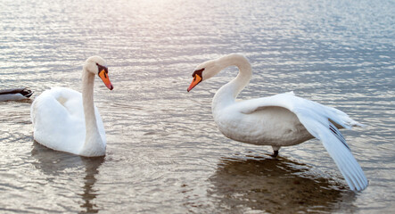 Swans swim in the lake

