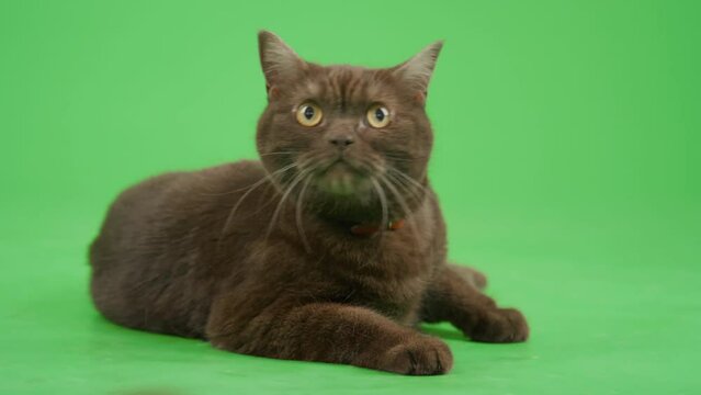 Full shot of black smooth-coated yellow-eyed cat with long whiskers lying on chroma key background, turning her head, curiously looking around. Cat wearing thin red collarFull shot of black smooth-coa